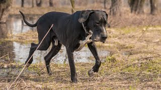 Best of Great Dane | The Apollo of dogs Part - 2