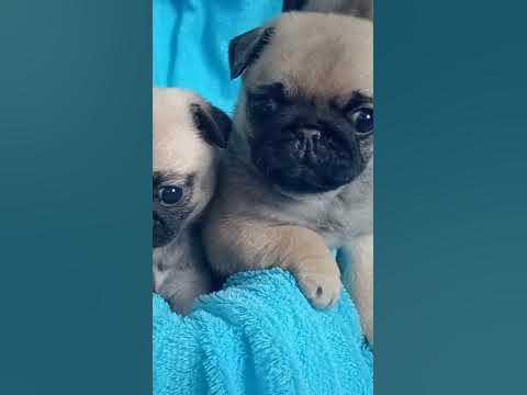 #мопсы #мопс #мем - YouTube