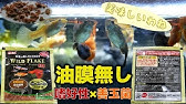 人見知りをする家の熱帯魚たち テトラファンチップスで 群がれ ふぶきテトラ Youtube 人見知りをする家の熱帯魚たち テトラファンチップスで 群がれ ふぶきテトラ Youtube