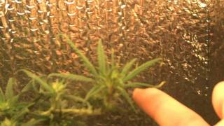Little Woody Grow Box Week 5