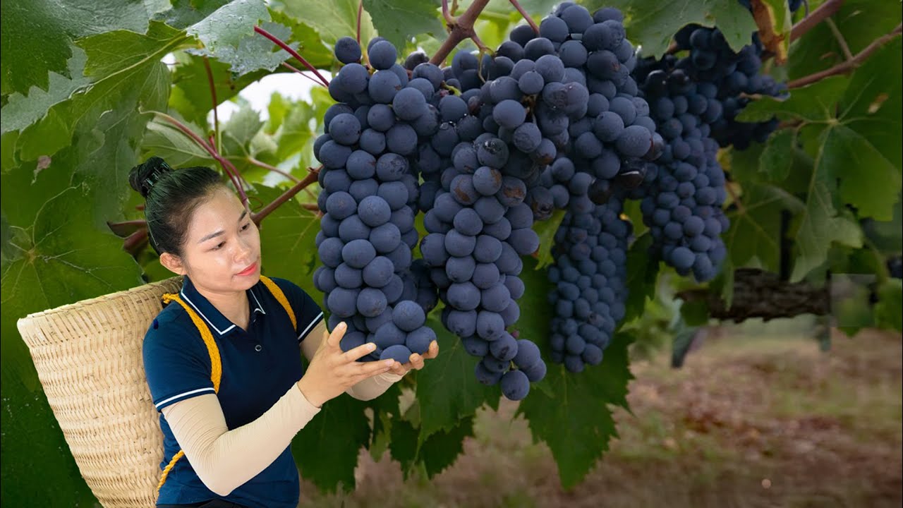 Harvesting bunches of red grapes - taking them to the market to sell - HaMa CaKe