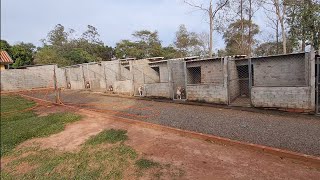 Visita Canil Moby Dick O Poderoso Rottweiler Dragons Pit Kennel