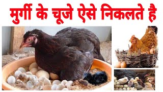 मुर्गी चूजे ऐसे निकालती है | Chicken chicks come out like this | #shorts