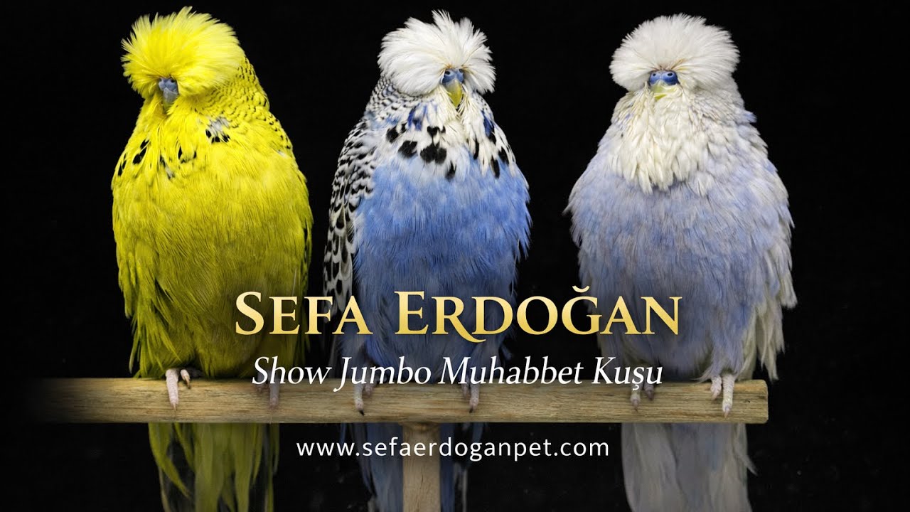 İTALYAN RAGGİO Dİ SOLE FLY MAMA ÇEŞİTLERİ | MAMA TARİFİ