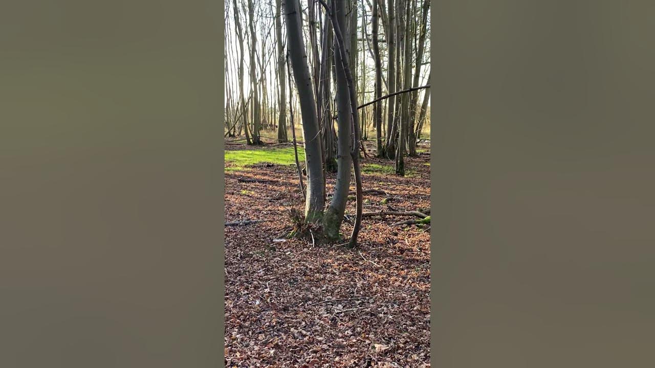How many babies do muntjac deer have? #shorts - YouTube