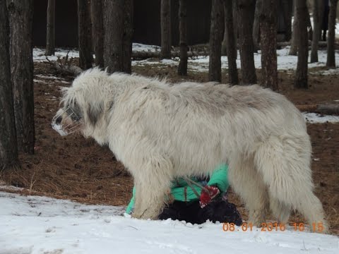 Горка находит друзей