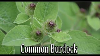 How to Identify Common Burdock; Arctium minus - Wild Edible and Medicinal Plant Identification