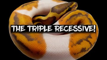 The Pros and Cons of the Triple Recessive Ball Python!