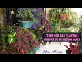 TOUR por las plantas nuevas de mi vecina Aura / Liliana Muñoz