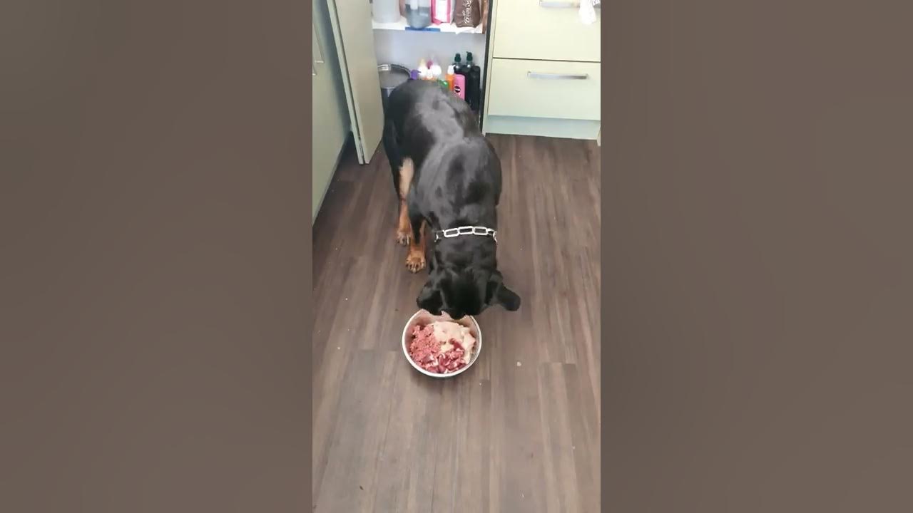 What i feed my Rottweiler rottweiler dog food feeding funny newzealand rawfood chicken