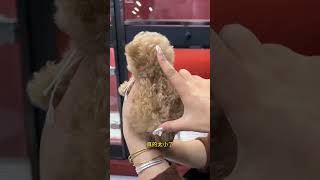 The Furry Kid Who Went To Hong Kong For Happiness, The Champagne-Colored Teddy Cute Pet Debut Plan,