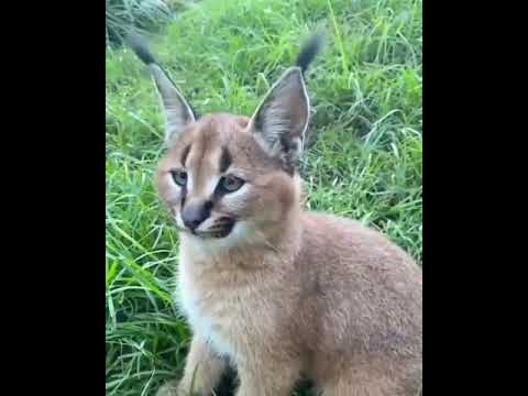 Caracal kitten Credits unknown email