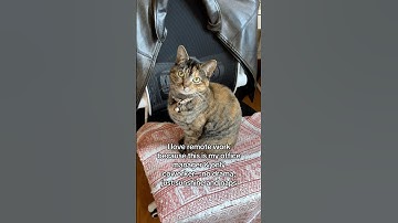 Love remote work #wfh #workfromhome #remotework #remotejobs #cat #cats #catshorts #shorts #workhumor