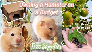 Owning a Hamster on a Budget - Free Natural Hamster Supplies 🐹🍄🌿