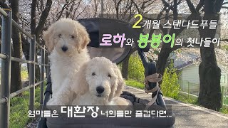 Ep.03 2개월 스탠다드푸들 로하와 봉봉이의 벚꽃구경 첫 나들이 | 극한 개육아 프로젝트 스탠다드 푸들