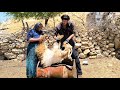 Nomadic Life: Disinfecting Livestock the Traditional Way