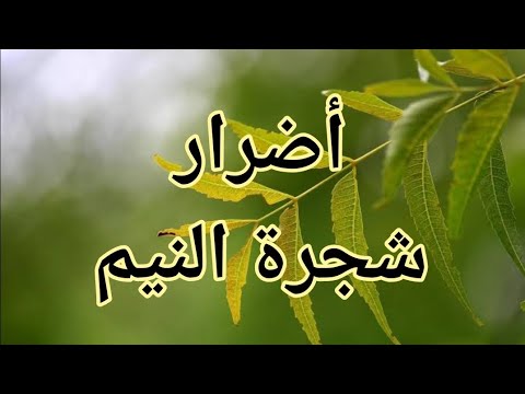 أضرار شجرة النيم