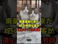 ㊗️190万回突破👏うどん屋の前に座る2匹の子猫の正体 #shorts #朗読 #シニア #猫 #ペット #感動する話
