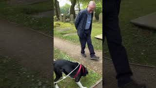 Barney the Tv border collie is very friendly when he meets strangers