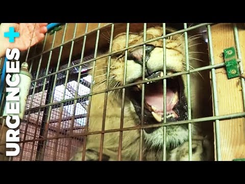 Vidéo: Quand l'animal de compagnie d'un vétérinaire a subi une intervention chirurgicale, vous pariez qu'il s'inquiète