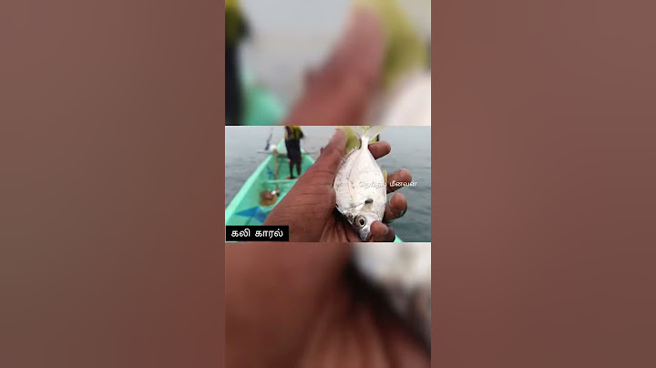 5 different types of காரல் மீன்  வகைகள் 🤔🤔 #seafishing #seafood #india #fishermen #whaleshark #sea
