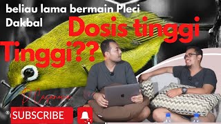 perawatan pleci dakbal[Bintang tamu DE CASANOVA dari kota Jember.]