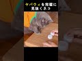 【難易度MAX】このネコより早く正解できる？ｗｗ
