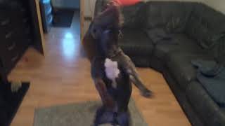 Blue Staffordshire English Bull Terrier Playing With Balloon