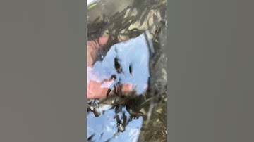 Cá bảy trầu giống nuôi sinh sản, cung cấp và thu mua hỗ trợ kỹ thuật trong suốt quá trình nuôi