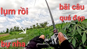 Điểm câu này cá nhiều không thể tả luôn/câu cá lóc Gò Công|Thái Nguyễn fishing