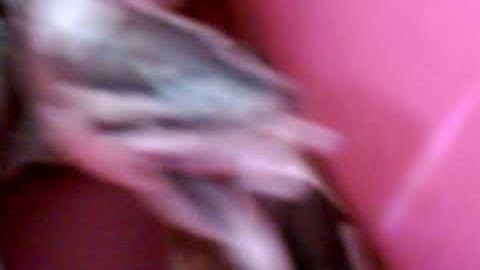 ball python eats big ass rat pt.2