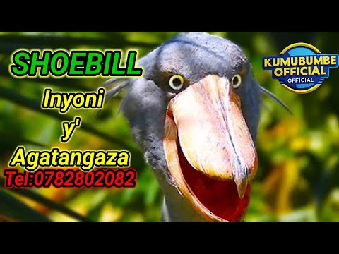 SHOEBILL Ifite Ijwi Ry Imbunda Ya Machine Gun N Umunywa Umeze Nk Urukweto