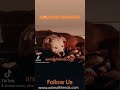 #maxthat1mastiff & #msbettyrlewis #puppies 1/5/26 & 1/6/2026 11:56pm #youranimals #lowlyfesevenfilmz