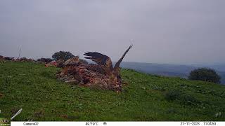 Fototrampeo &quot;trailcam&quot; de bonita pareja de milanos reales y águila real en un muladar