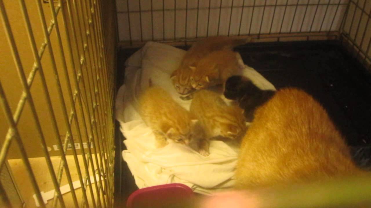 Kittens Wobbling About YouTube