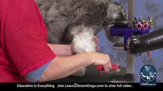 Free Preview: Safe and Gentle Dematting Techniques on a Miniature Schnauzer  Use All Of Your Senses