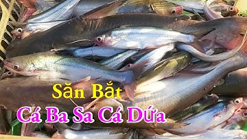 Săn Bắt Cá Ba Sa Cá Dứa Câu Mồi Độc Lạ Nhất Miền Tây Sông Nước / Kiềm Rapper