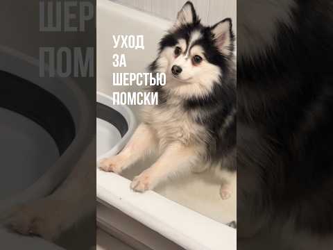 Домашний груминг без стресса для нервных собак #pomsky #помски #грумингсобак