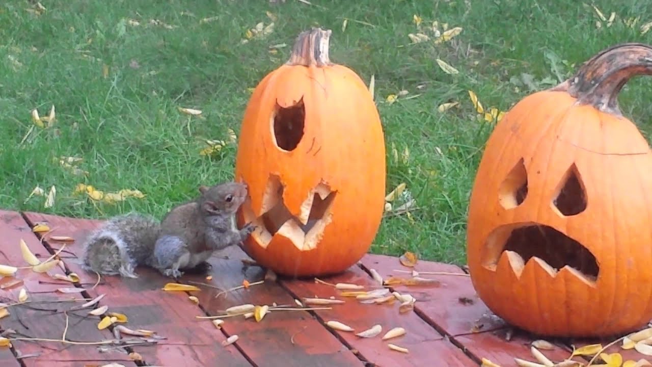 Squirrels eat pumpkins - YouTube