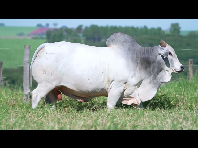 LOTE 1003   1 REPRODUTOR NELORE PO