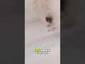¡Hormigas Houdini! Invaden tu cocina y baño sin permiso #shorts