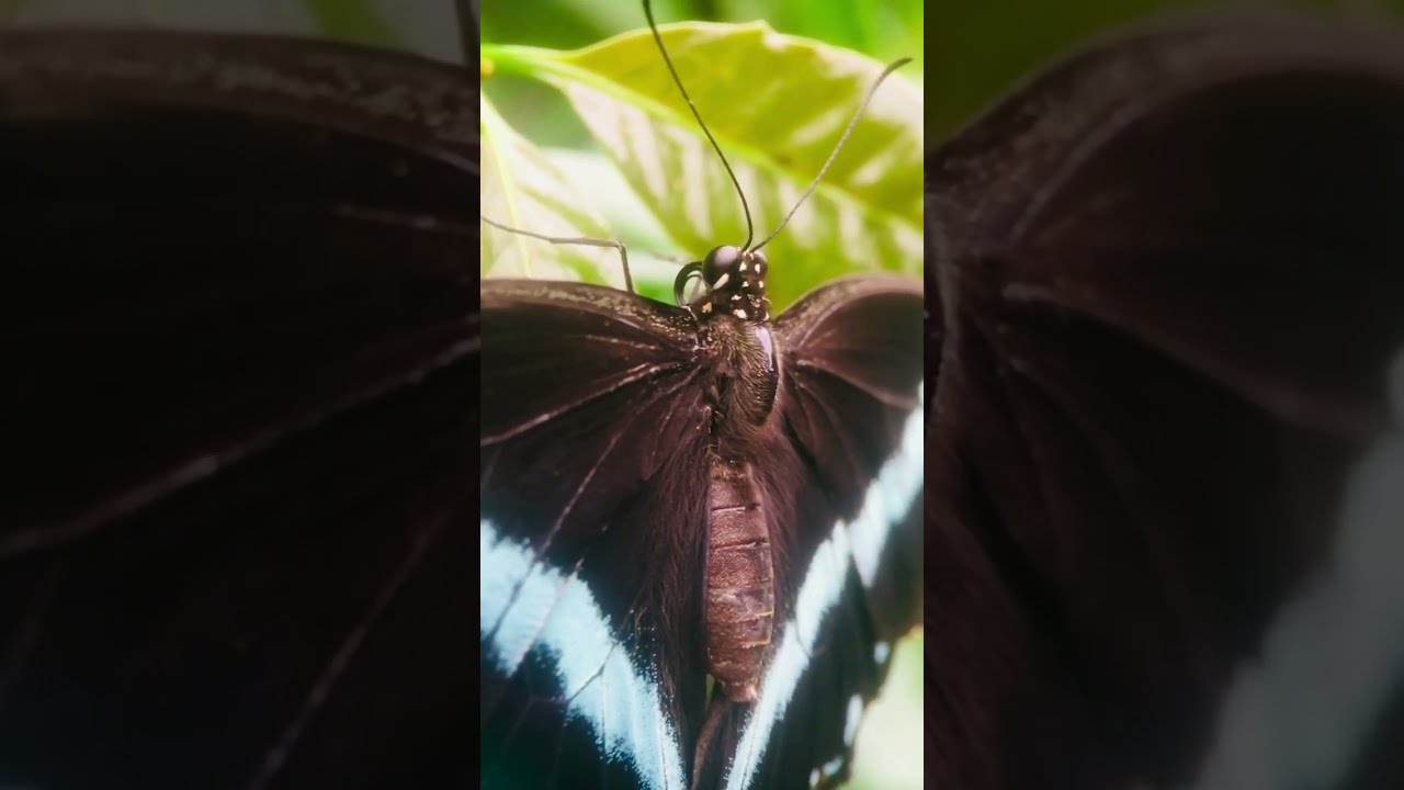 many beautiful big butterflies @macrotherapy