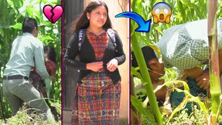 Mujer se Entrega ciegamente a un Hombre \/ En las Milpas 😭💔🌽