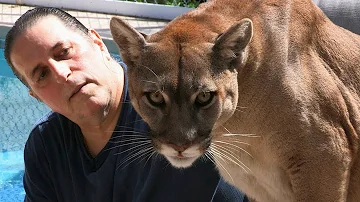 Cougar Man: Living With A Mountain Lion