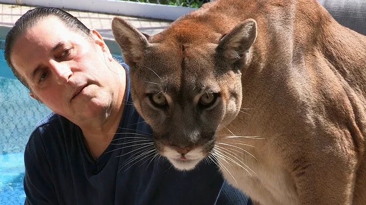 Cougar Man: Living With A Mountain Lion - DayDayNews