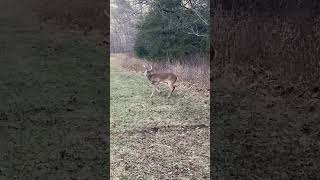 CRAZED BLIND BUCK WALKING IN CIRCLES POSSIBLE CWD CASE VIRAL FACEBOOK
