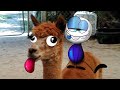 &quot;La La Llama Land&quot; | Pencilmation Cartoons!