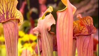 Sarracenia &#39;Johnny Marr&#39; at Chelsea Flower Show - 2011