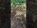 tanam kopi hutan telah selesai#part1