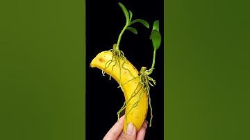 Magic potion helps you to propagate any orchid, just use 1 banana #grow #plants #garden #shorts